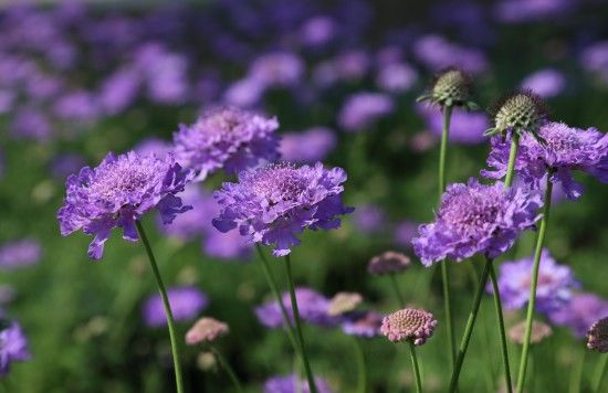 Scabiosa 'Vivid Violet'