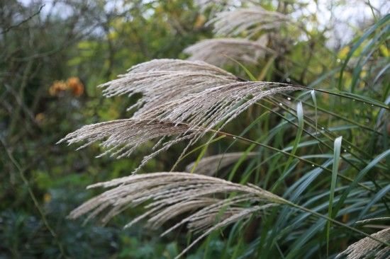 4 Miscanthus sinensis