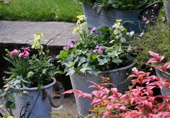 Nandina 'Obsession' 