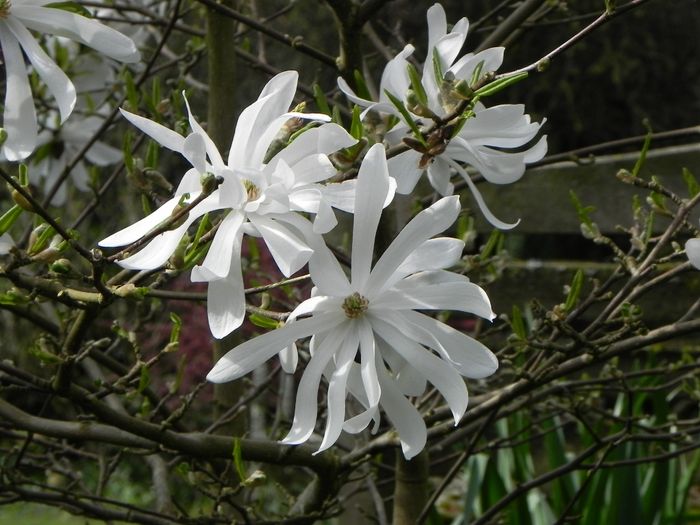 Magnolia stellta