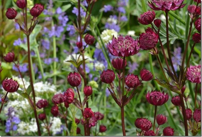 8 Astrantia Gill Richardson Group