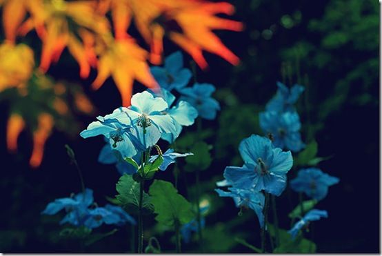 Meconopisis blue poppy