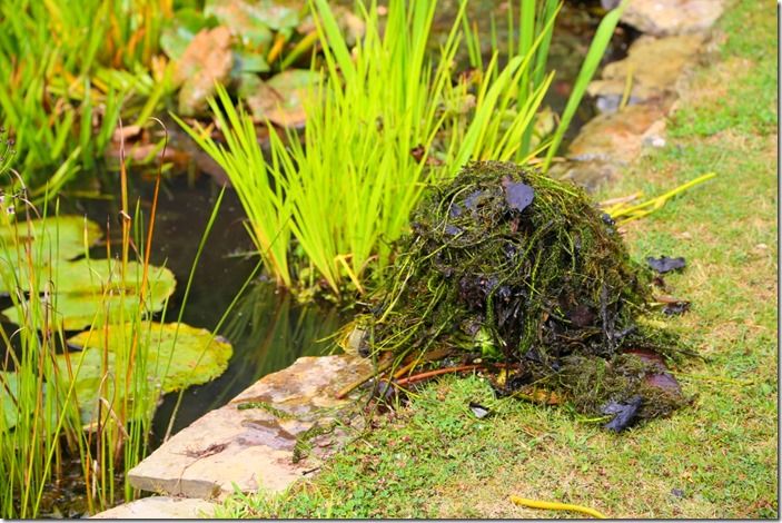 2 Debris by the side of the pond (1280x853)