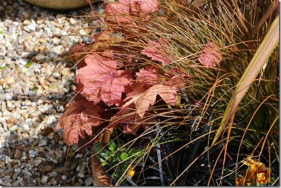 Heucherella 'Sweet Tea'