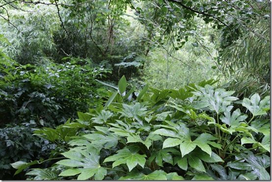 Fatsias and bamboos 