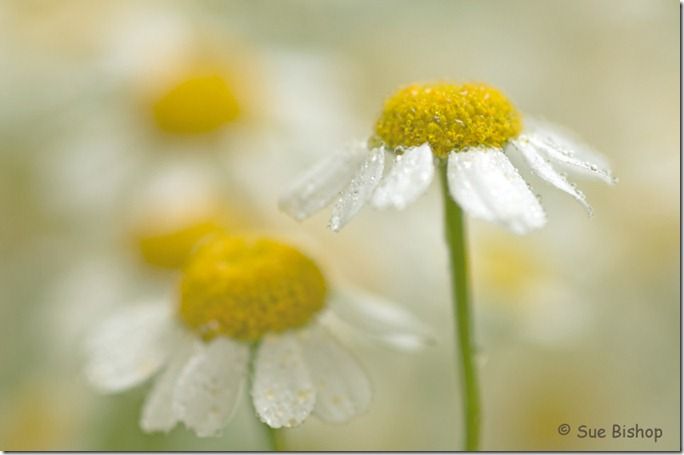 chamomile