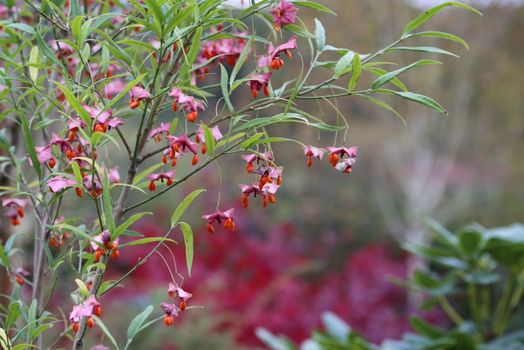 Euonymus cornutus