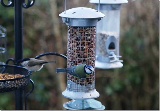 2Blue tit