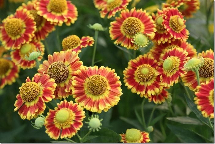 3 Heleniums (1024x685)