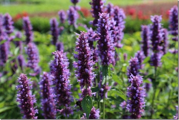 8 Agastache 'Blue Fortune'