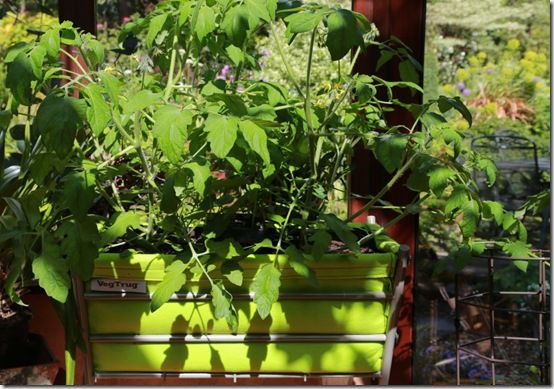 6 Tomato 'Tumbler' in Poppy Veg Trug 