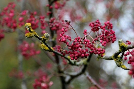 11 Sorbus hupehensis 'Pink Pagoda'