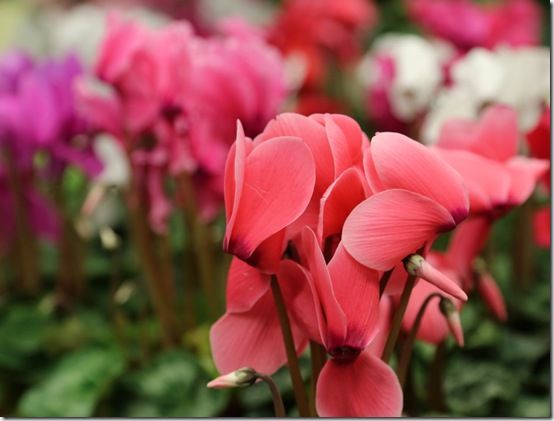 Cyclamen 2 