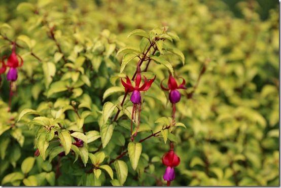 Fuchsia genii 