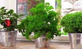 Windowsill Veg-2