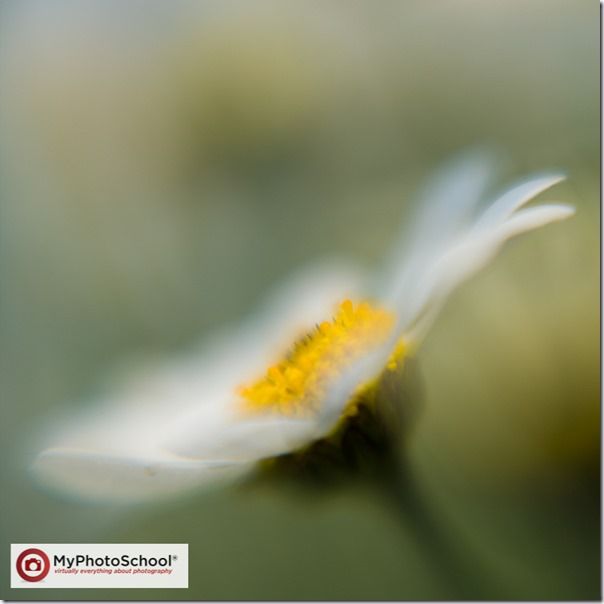 Blur, blurred, Focus, Lensbaby, soft, soft focus, unsharp, Lensbaby Composer, Lensbaby Muse, Lensbaby Control Freak