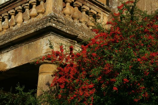 Pyracantha 'Red'