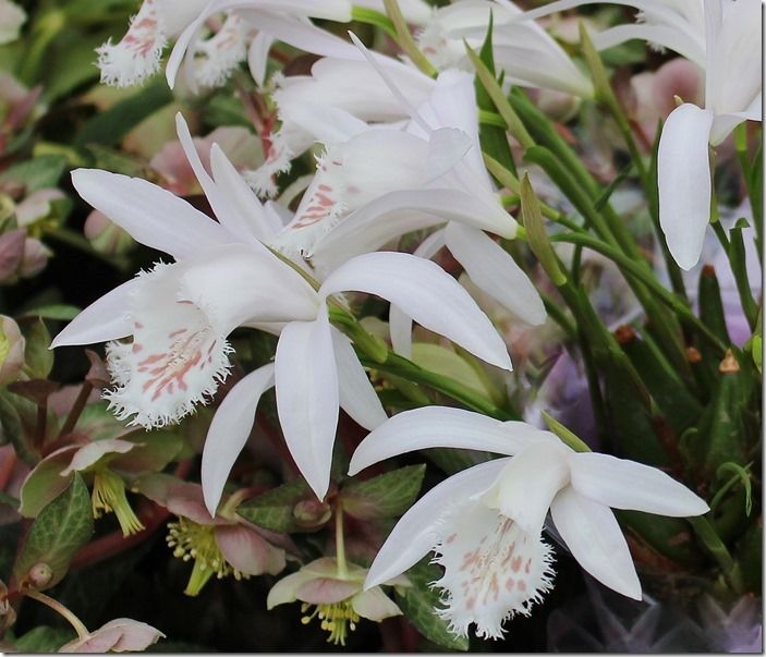 3 Pleione grandiflora White Form