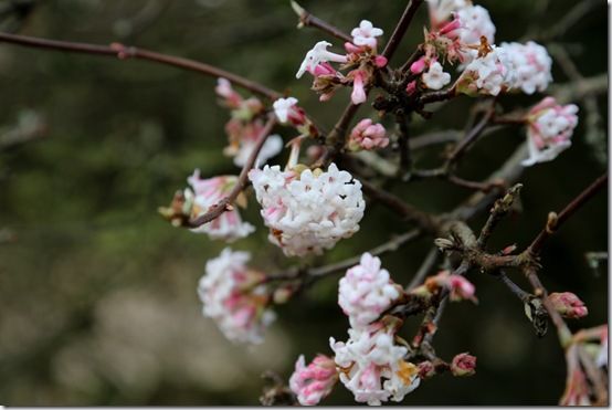 Viburnum x bodnantense 'Dawn'