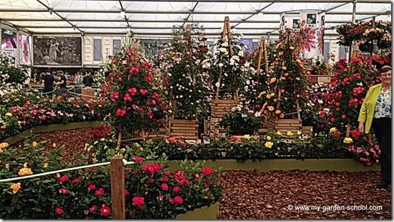 Roses Chelsea Flower Show 2014