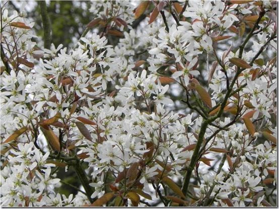 Amelanchier lamarckii