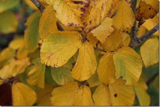 2. Hamamelis x intermedia 'Pallida' 