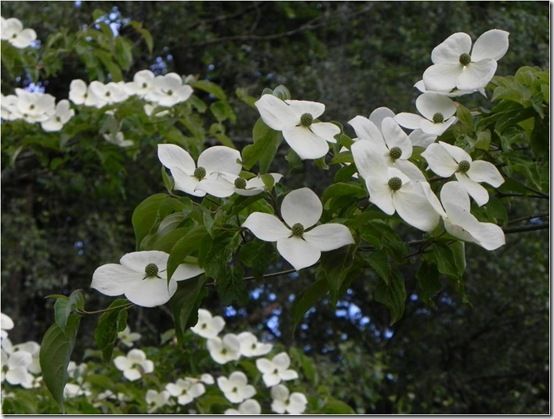 Cornus 'Porlock'