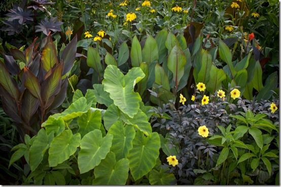 Colocassia , canna and dahlias 