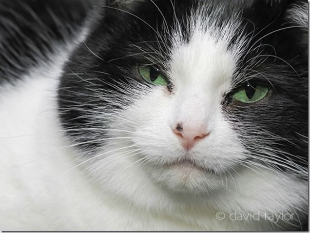 Hattie the cat staring at the camera, Pet Photography, How to, Animals, Selective focus