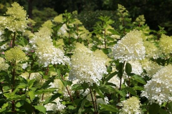 4 Hydrangea paniculata 'Phantom' (800x533)