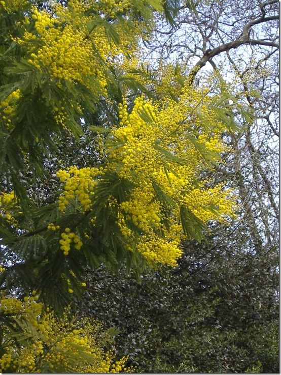 Acacia dealbata