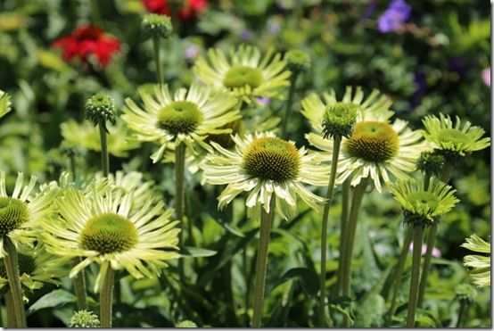 echinacea