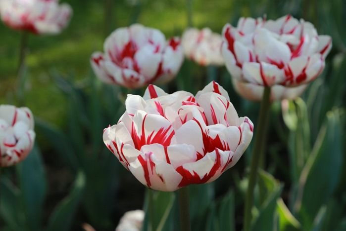 5 Tulipa 'Carnaval de Nice' (1024x686)