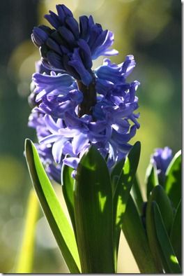 Blue hyacinth - close