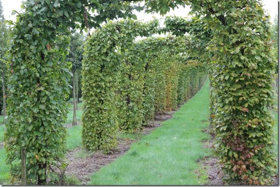 5. Fagus sylvatica arches 