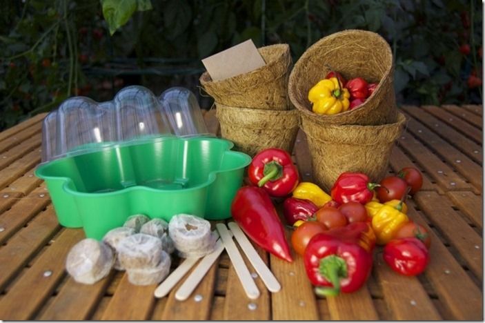 11 Vegetable growing kit