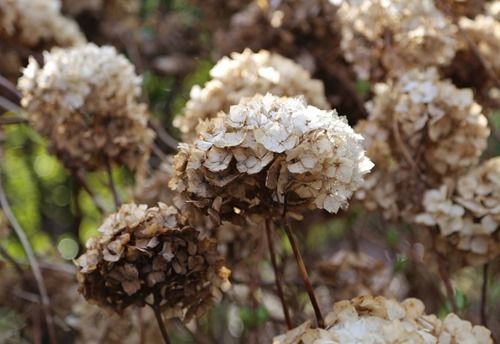 2 Hydrangea macrophylla (1280x881)