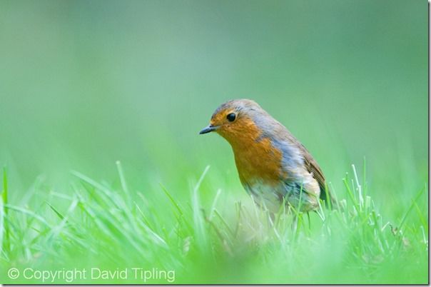 Robin Erithacus rubecula on garden lawn Norfolk spring