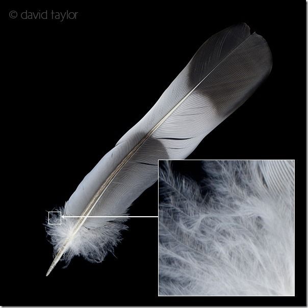 Scan of a pigeon feather, scanography , How to Use Your Flatbed Scanner as a Digital Camera, flatbed scanner, scanner, Photography, photographs, digital image, imaging, How to Use a Scanner To Make Images, photography using a scanner, photography using a flatbed scanner