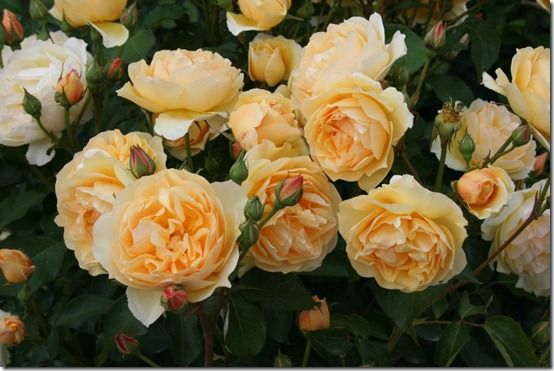 Rosa - apricot da