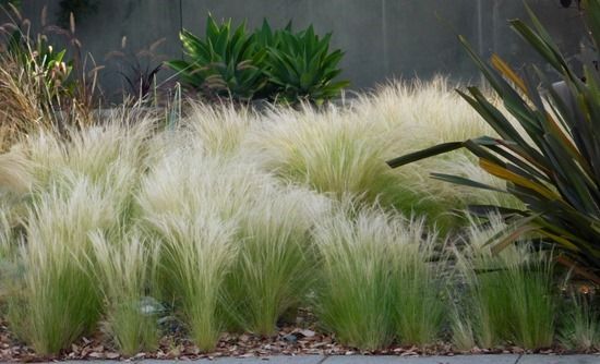 Stipa tenuissima