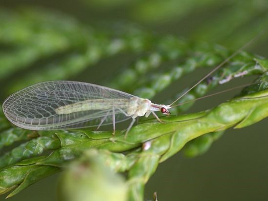 3 Green Lacewing