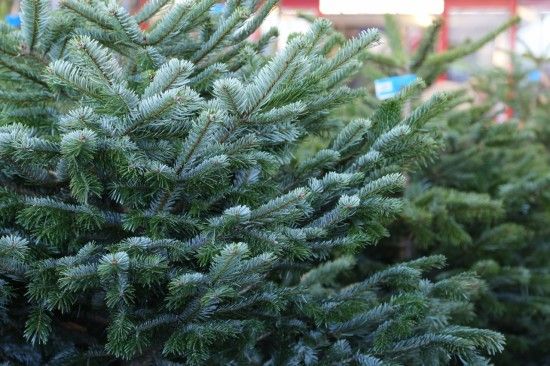 7 Nordmann Fir