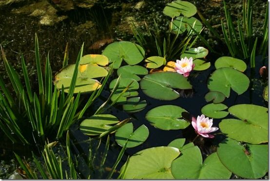 Water lilies and water soldiers