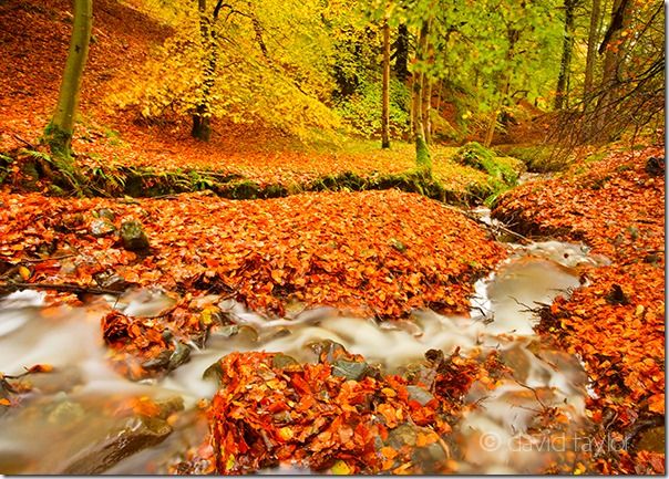 Autumn beech leaves around a stream near Bracklinn falls in the Trossachs region of the Scottish Highlands, Autumn, clour, Colour, Fall, How to Photograph Autumn Colour, How to Photograph Fall Color, Leaves, tree, trees, Woodlland