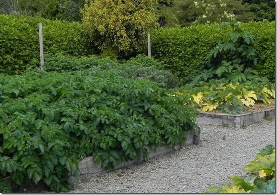 8 Potatoes in raised beds