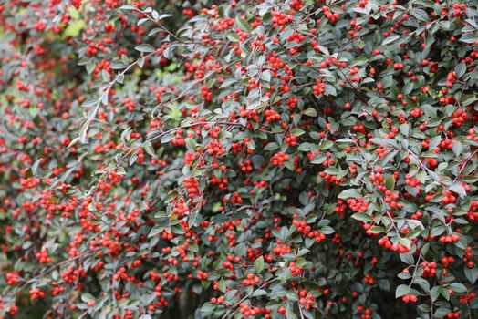 Cotoneaster franchetii