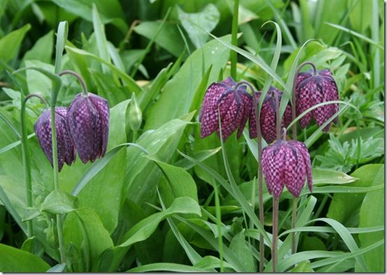 Fritillaria meleagris 