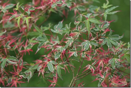 1 Acer palmatum 'Kagiri-Nishiki' 