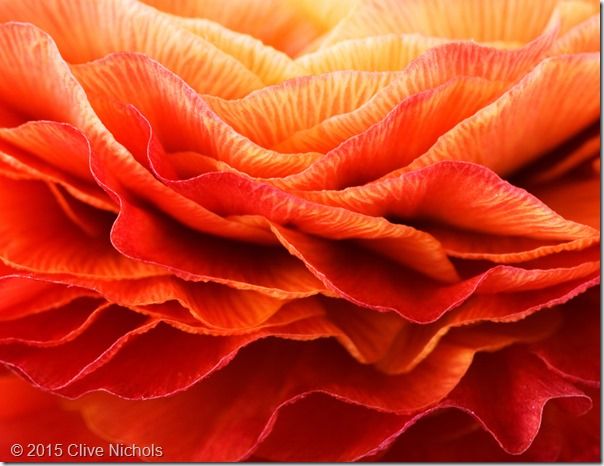 Garden & Flower Photography Online Course